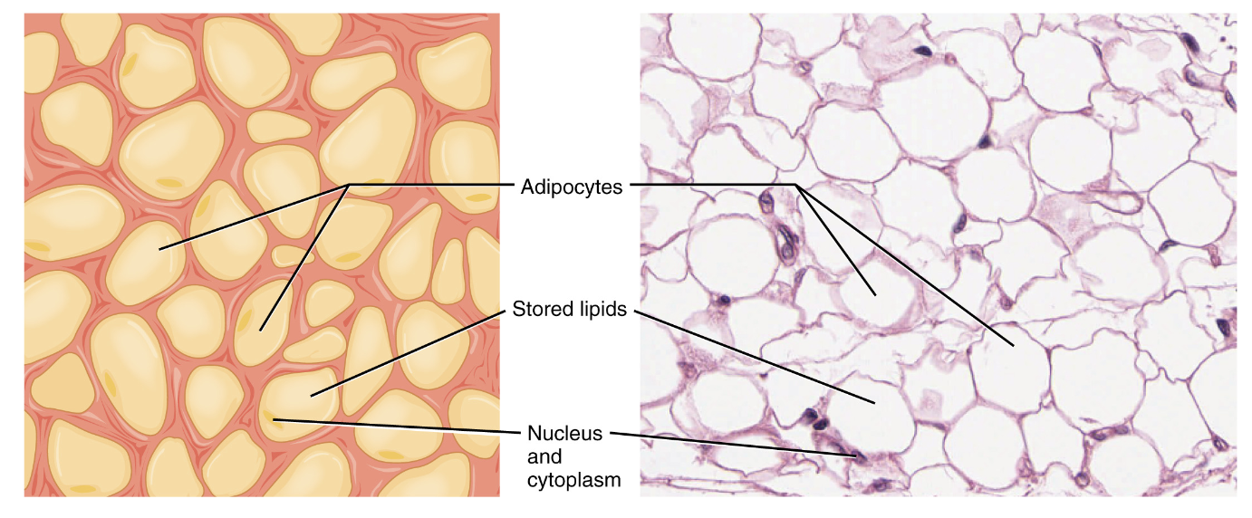 Energy Metabolism and Temperature Regulation Flashcards